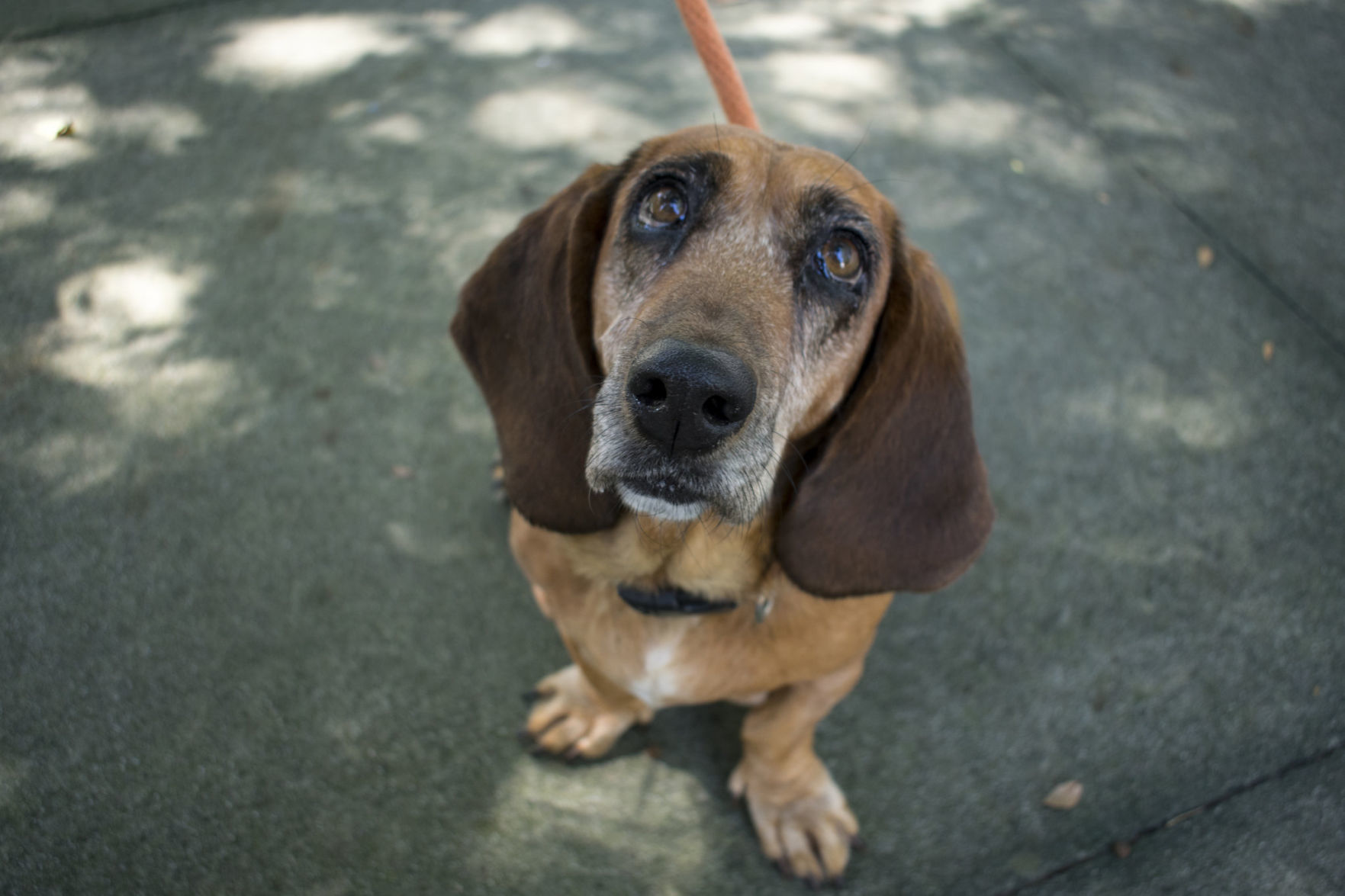 Pet Helpers dog Ethel